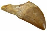 Serrated, Carcharodontosaurus Tooth - Partial Root #267794-1